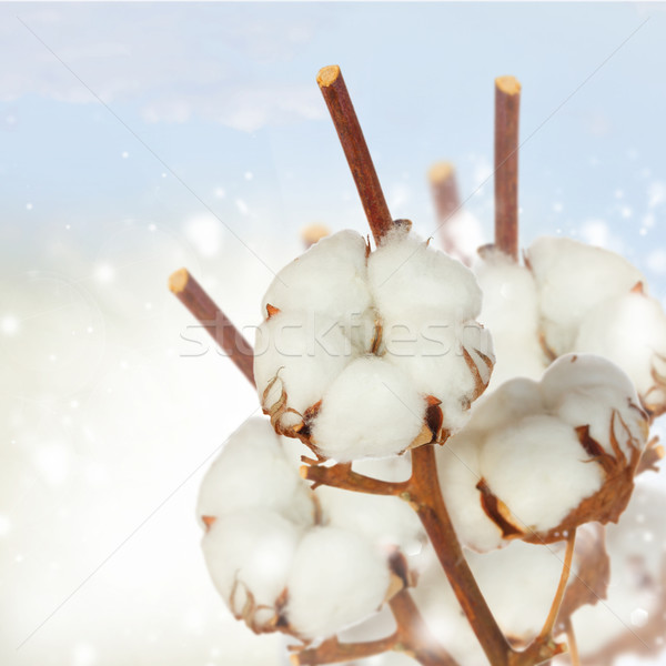 Stock photo: Cotton plant over white background