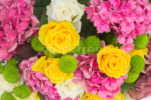 Stock photo: pink  hortensia flowers