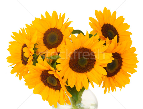 one bight sunflower Stock photo © neirfy