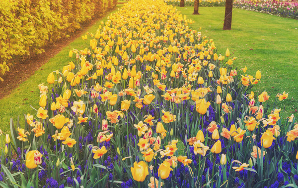 Stock fotó: Sorok · nárciszok · tulipánok · virágok · virágágy · tavasz