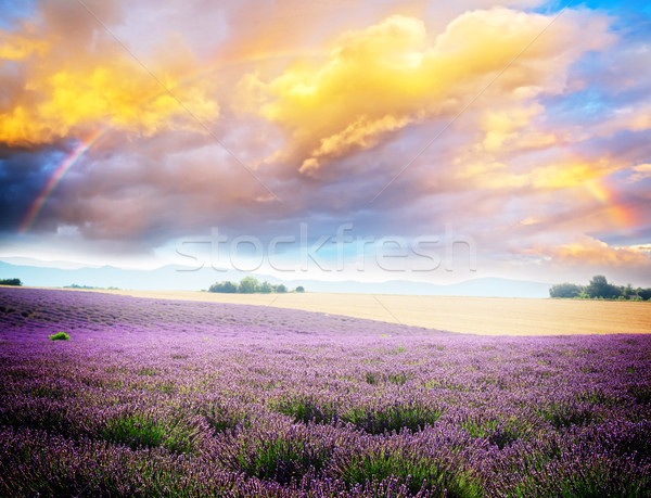 Lavender blooming field Stock photo © neirfy