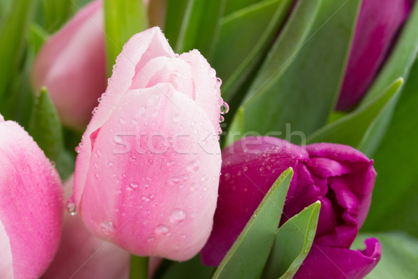 Stock foto: Rosa · violett · Tulpen · Wassertropfen · Ostern