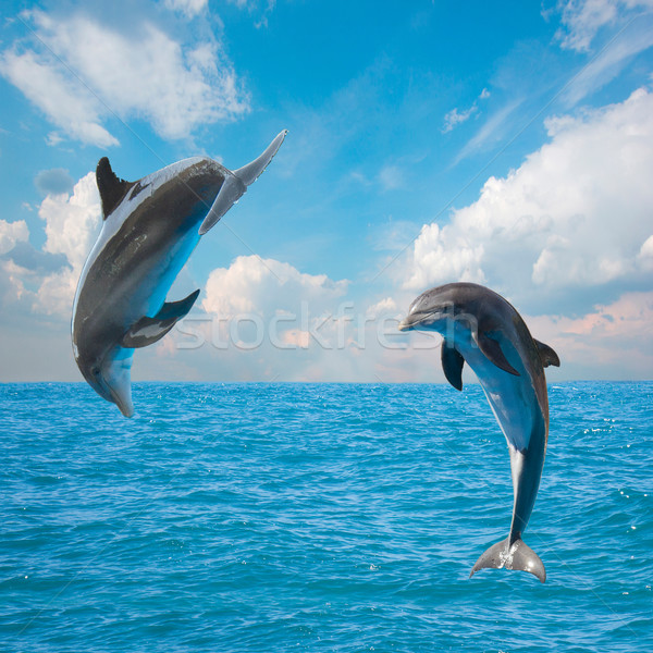 Twee springen dolfijnen zeegezicht diep oceaan Stockfoto © neirfy