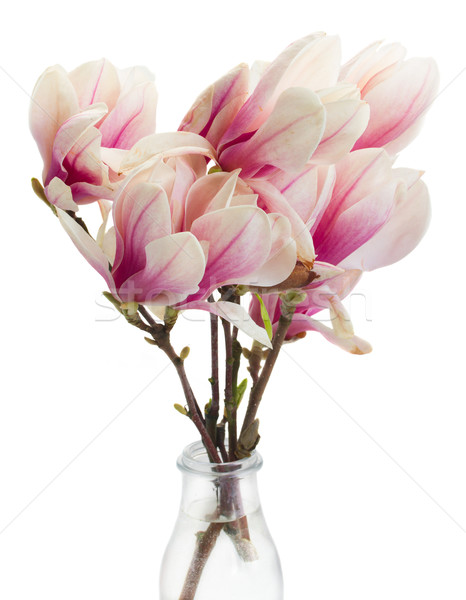 Roz magnolie copac flori vază Imagine de stoc © neirfy