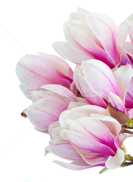 Roz magnolie copac flori Imagine de stoc © neirfy