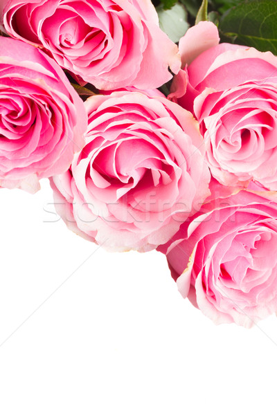 Rózsaszín rózsa keret közelkép izolált fehér esküvő Stock fotó © neirfy