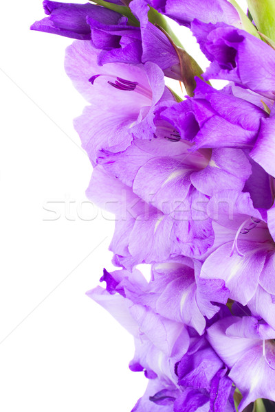 border of gladiolus flowers Stock photo © neirfy