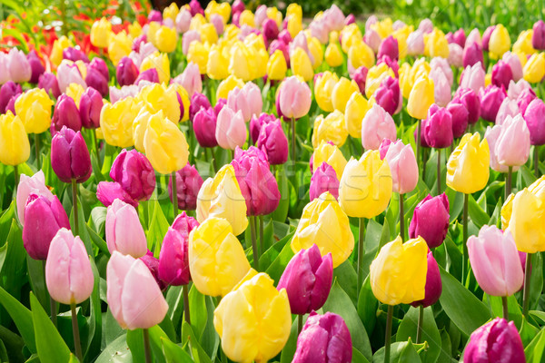 Pink, purple and  yellow tulips  flowerbed Stock photo © neirfy