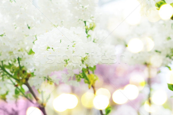 Orgona virágzó fa fehér virágok közelkép Stock fotó © neirfy