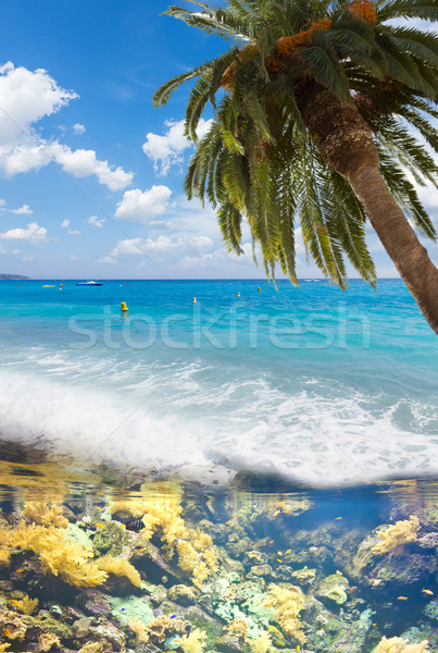 Vară plajă palmele mare sub apă palmier Imagine de stoc © neirfy