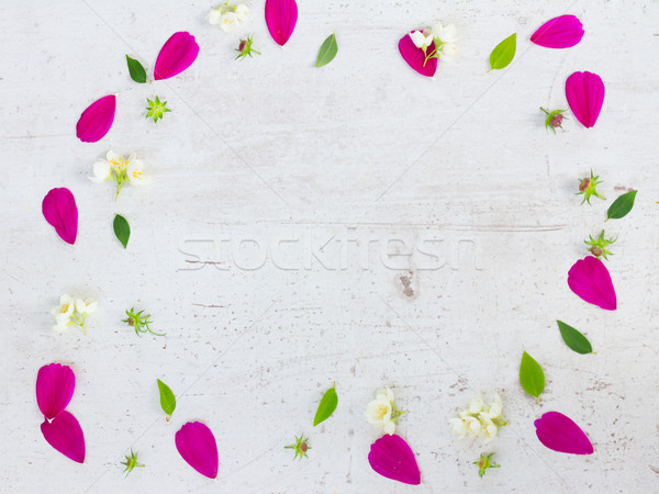 Cosmos pink flowers Stock photo © neirfy