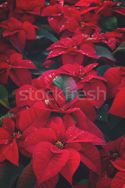 Poinsetia red flowers Stock photo © neirfy