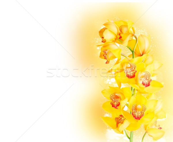 [[stock_photo]]: Jaune · orchidée · fleurs · floraison · 	
tige · blanche