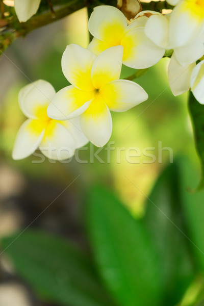 Fresh frangipani flowers Stock photo © neirfy