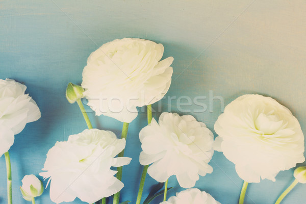 white ranunculus flowers Stock photo © neirfy