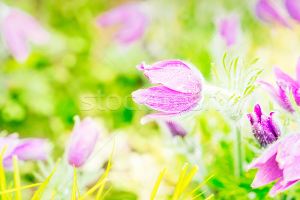 Spring Anemone flowers Stock photo © neirfy