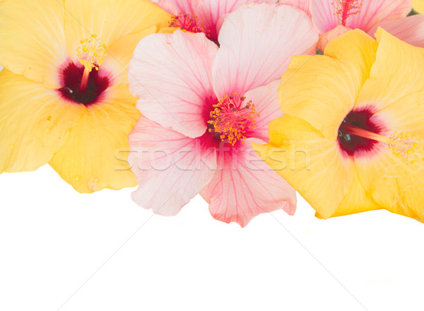 pink and yellow hibiscus flowers Stock photo © neirfy