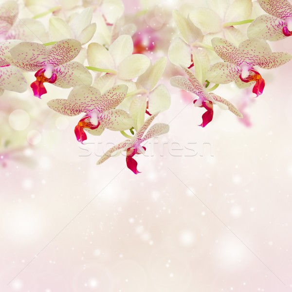Stockfoto: Roze · orchidee · bloemen · natuur · zomer