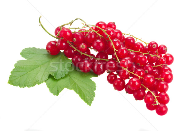 fresh red currant Stock photo © neirfy