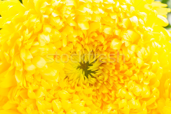 Yellow mum flower Stock photo © neirfy