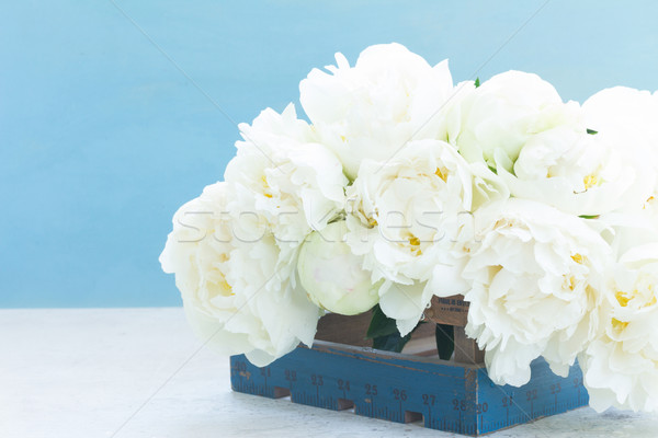 Stock photo: White peony flowers