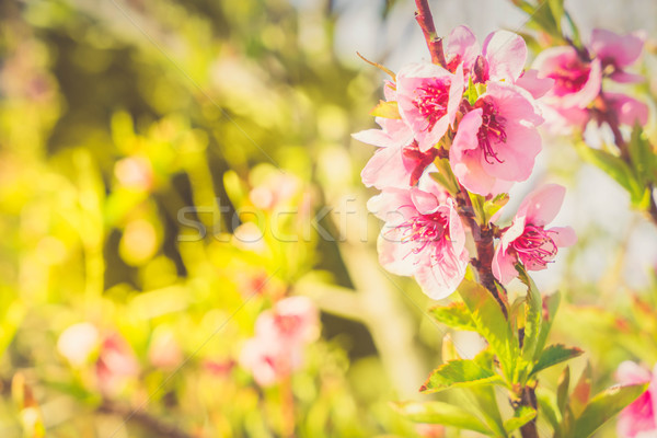Foto stock: Pêssego · árvore · flor · rosa · flores · florescimento