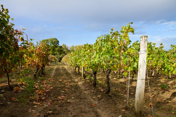 Wijnmakerij mooie druiven hemel boom Stockfoto © neirfy
