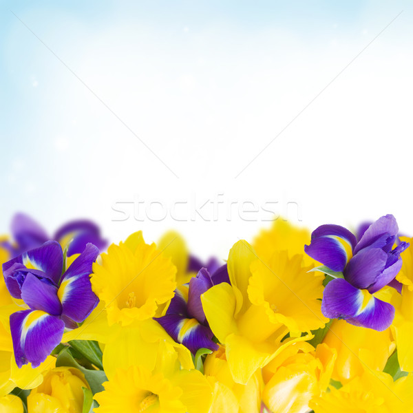 Stockfoto: Voorjaar · grens · Geel · narcis · Blauw · iris