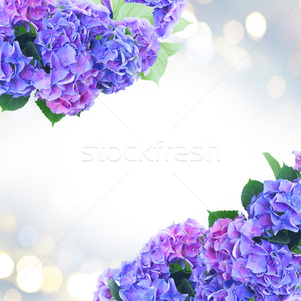 Foto stock: Azul · violeta · flores · folhas · flor · natureza