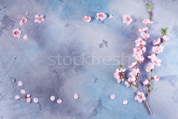 Foto stock: Rosa · flor · de · cereja · quadro · cinza · azul · páscoa
