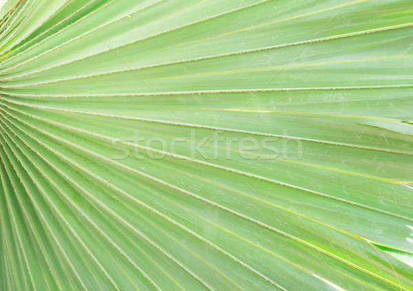 Palms leaf background Stock photo © neirfy