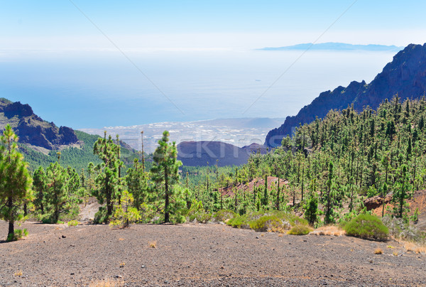 Cliffs of Tenerife island Stock photo © neirfy
