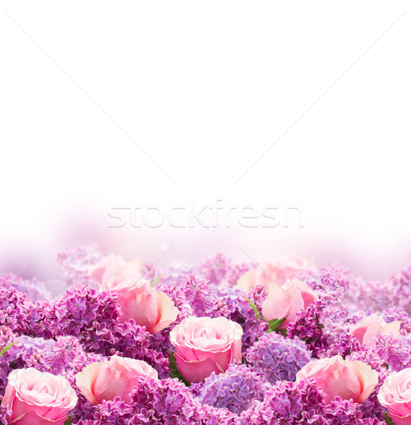 Orgona virágok keret lila rózsaszín rózsák Stock fotó © neirfy