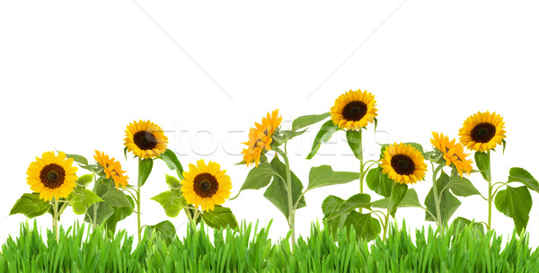 bight sunflower border Stock photo © neirfy