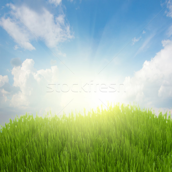 rising sun and green grass under blue sky Stock photo © neirfy