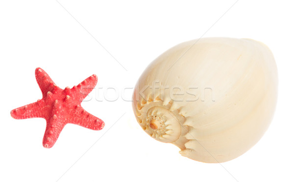 Stock photo: starfish and seashell