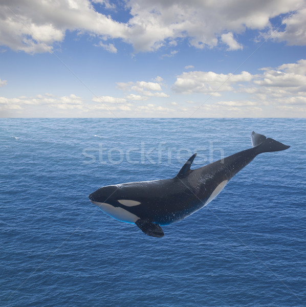 jumping killer whale Stock photo © neirfy
