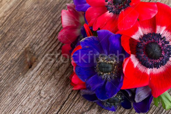 blue and red anemone flowers  Stock photo © neirfy