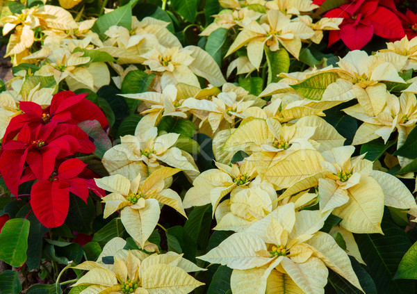 Poinsetia flowers flowerbed Stock photo © neirfy