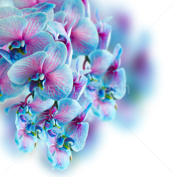 Kék orchidea ág virágok fehér természet Stock fotó © neirfy