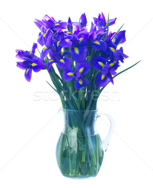 Bleu iris fleurs vase isolé blanche Photo stock © neirfy