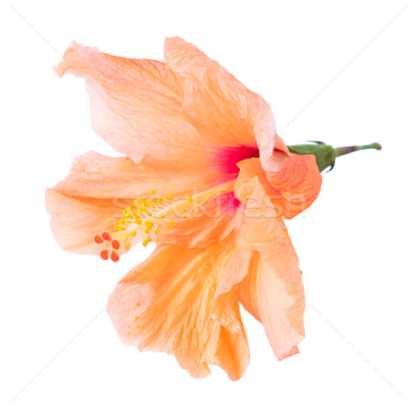 Orange hibiscus fleur fleur tropicale fleurs isolé [[stock_photo]] © neirfy