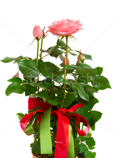 Stock photo: rose bush with bows