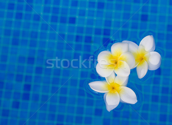 frangipani flowers in blue water Stock photo © neirfy