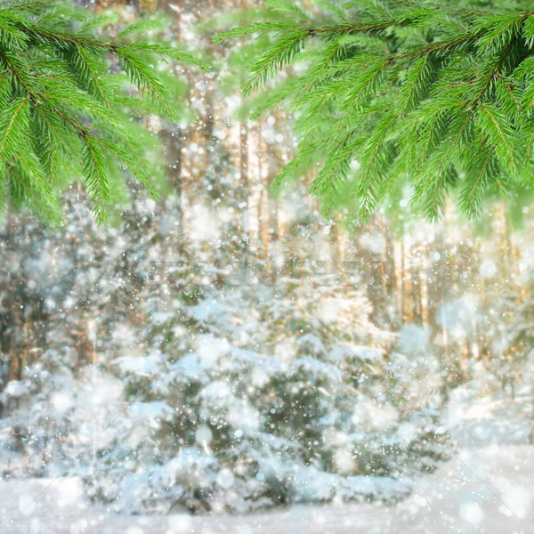winter forest Stock photo © neirfy