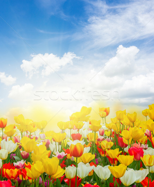 Zielone trawnik tulipany wiosną żółty czerwony Zdjęcia stock © neirfy