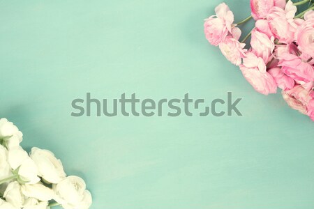 Pink and white ranunculus flowers Stock photo © neirfy