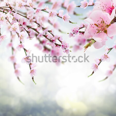 ストックフォト: 桜 · ツリー · 小枝 · 新鮮な