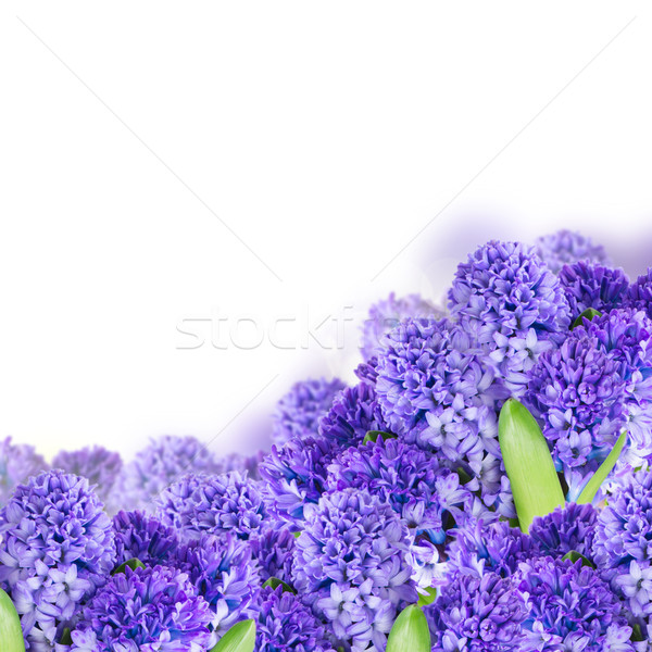 Blue  hyacinth  Stock photo © neirfy