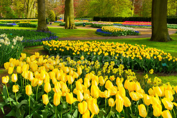 ストックフォト: 春 · 庭園 · カラフル · チューリップ · 明るい